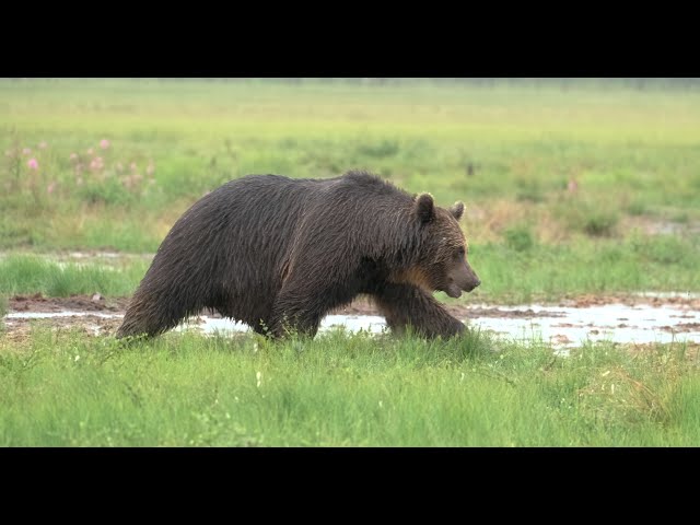 Two huge bears are looking for food in a wet, rainy and windy swamp in Kuhmo. 4K HDR