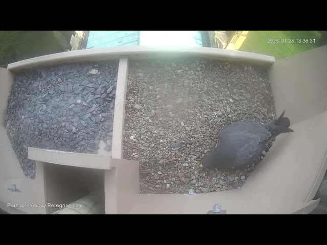 Peregrine 20250128 1335 - Time for a little nest work