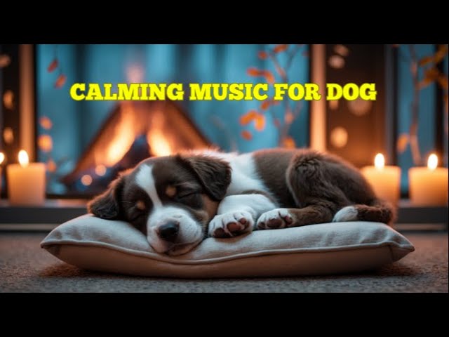 12 HOURS of Relaxing Music For Dogs💖🐶Anti Separation Anxiety Relief🐶💖Pet music🎵 Deep Sleep🐶