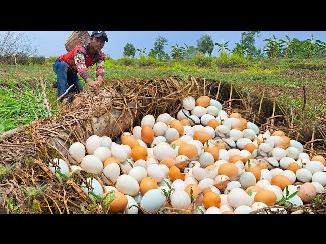 wow best videos - pick a lot of duck eggs in the dry field by hand a farmer skills