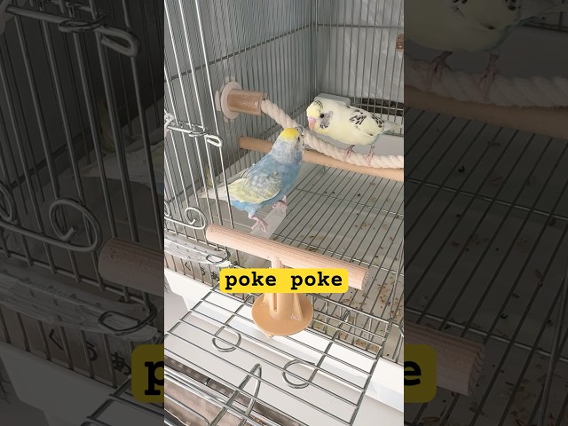 poke poke #animals #birds #cutebirds #parakeet #shorts