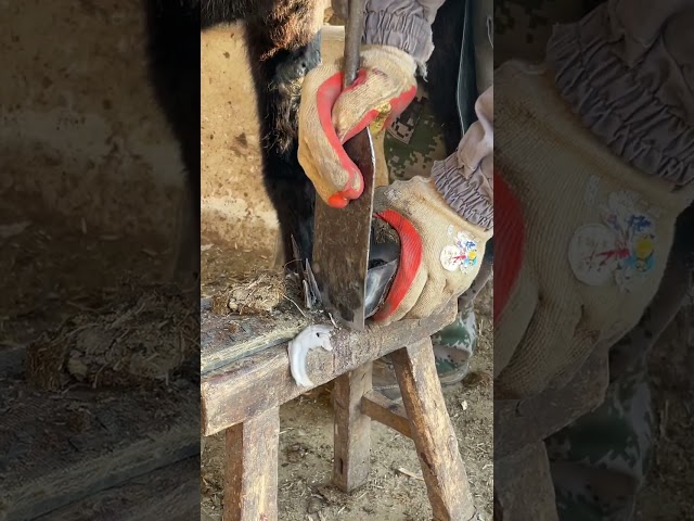 The master is trimming the donkey's hoof丨ASMR丨Donkey hoof cutting sound