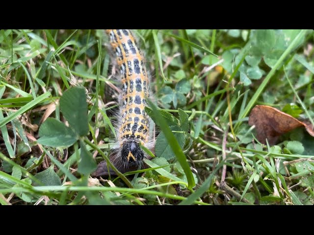 life of a caterpillar 🐛 in nature, observation of nature #naturalife #nature #caterpillar