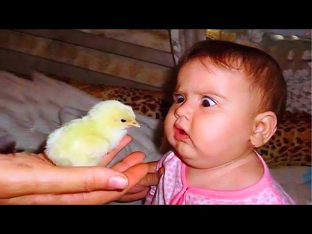 Laugh Out Loud Watching Funny Baby Videos - Try Not To Laugh