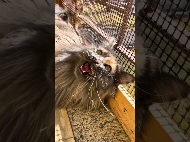 Maine Coon | Mendy disperata😿 🐦‍⬛😹