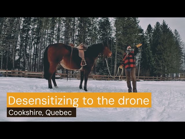 A pleasant way to learn how to desensitize horses to a drone