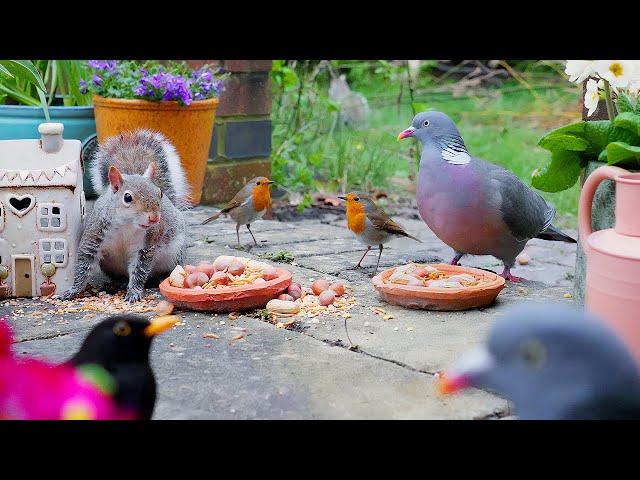 Birds & Squirrels Party on the Patio 🕊️ Cat TV 🐿️ Videos To Entertain Cats (4K HDR)