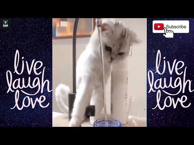 Funny and Cute Cat's Life 👯😺