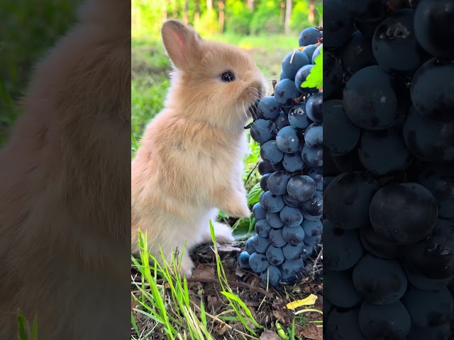 Cute rabbit #eating #rabbit #animals #pato #apt