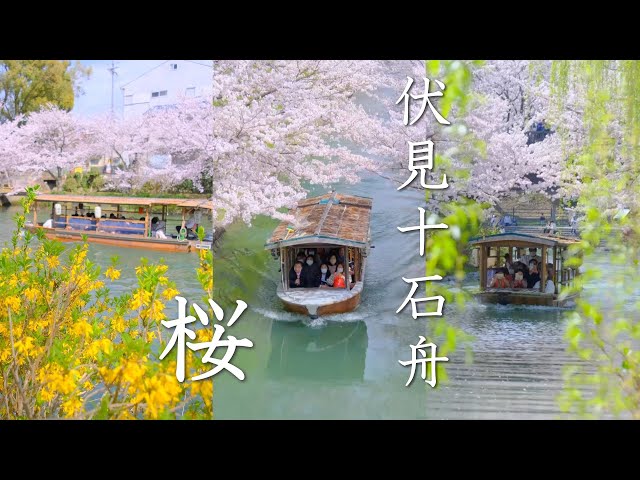 【京都満開桜】伏見十石舟・菜の花と桜のトンネル