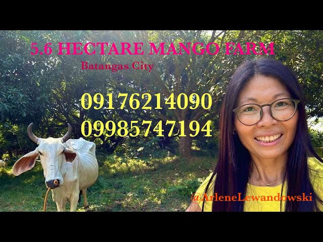 Vlog617: FOR SALE TITLED 5.6 HECTARE MANGO FARM IN SAN PASCUAL BATANGAS CITY PHILIPPINES