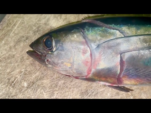 How to fillet a Blackfin Tuna !