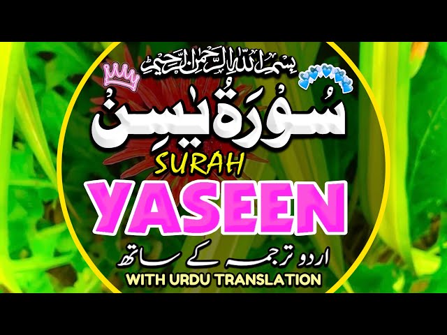 Surah Yaseen,Ar-Rahman Surah Al-Mulk & Surah Al Waqiah | Peaceful Quran Recitation | Episode 112