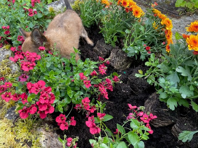 Puppy Java is an  enthusiastic garden assistant as I plant up a trough