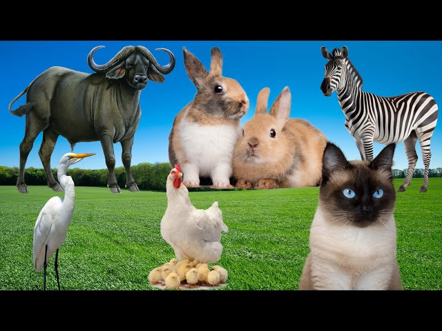 A Fun and Adorable Animal Video: Crane, Buffalo, Chicken, Cat, Ant, Rabbit - Animal Paradise