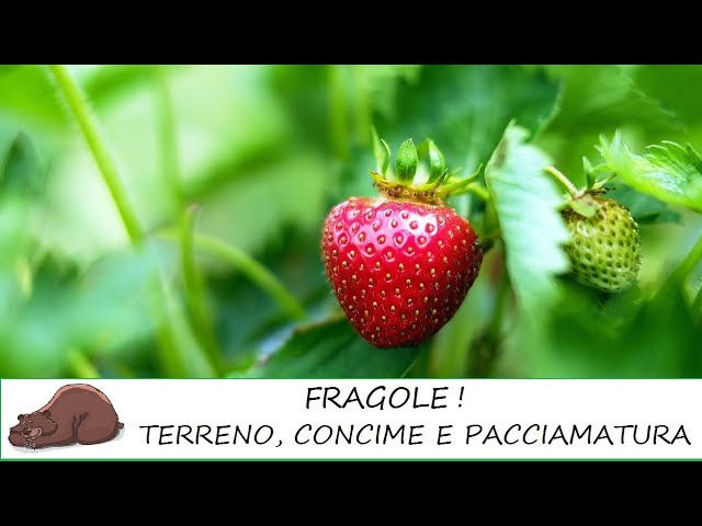 Coltivazione delle fragole: terreno, concime, irrigazione e pacciamatura