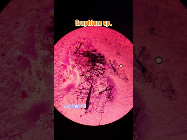 Graphium Fungus Under Microscope