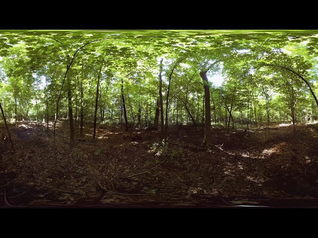 360 video: Relax in a Minnesota forest with peaceful classical music