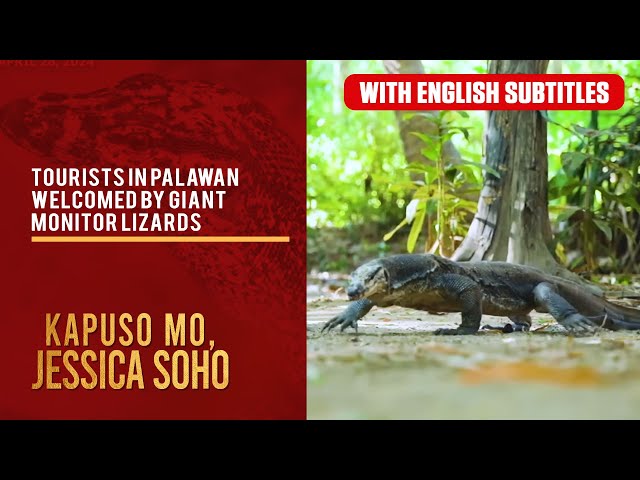 Tourists in Palawan welcomed by giant monitor lizards (with English subs) | Kapuso Mo, Jessica Soho