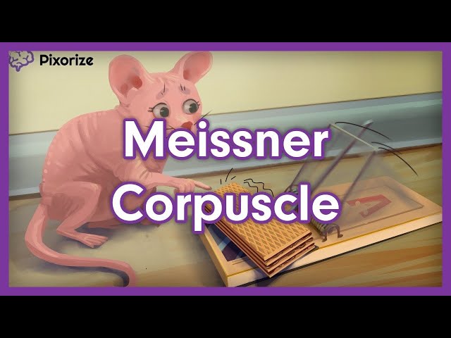 Meissner Corpuscle Mnemonic