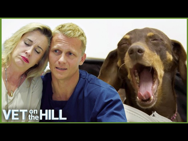 Vet On The Hill Marathon - 4 Hours of Nonstop Episodes!