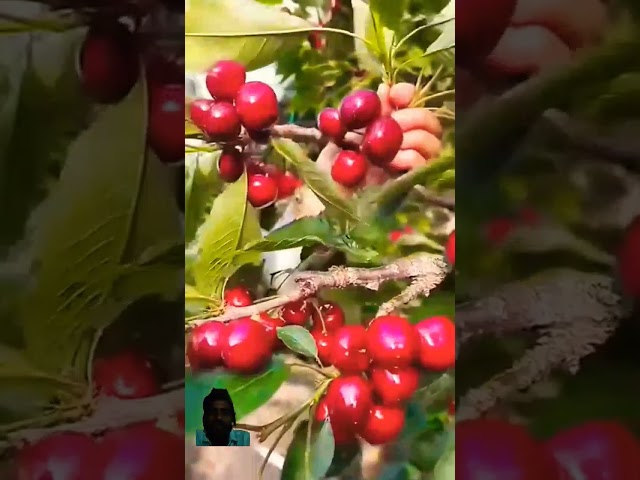 🍊🍑🍇Beautiful nature Life #fruitcutting 🍊🍊🍇🍓