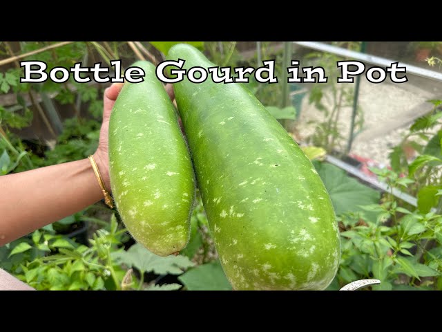 Growing Bottle Gourd in the UK: Easy Tips for Pots & Containers #gardening #loki