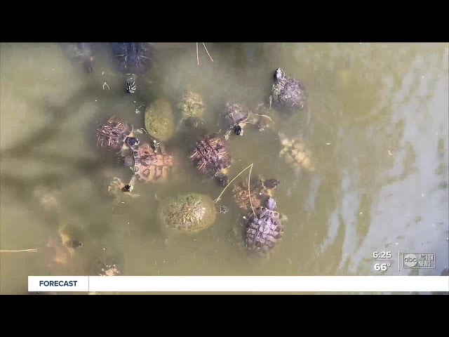 Walking Club: Exploring George C. McGough Nature Park in Largo