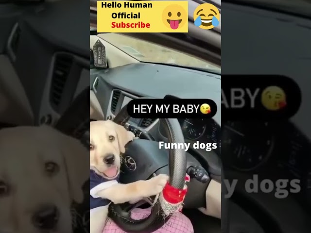 Cute And Funny puppies doing funny things Videos🤣Funny Animal Videos 2022🤣 #shorts