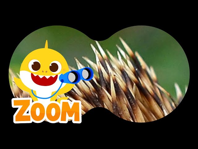 Animal Puzzle with Baby Shark |❓Guess the Animals | Zoom Zoom Zoom | Learn Animals