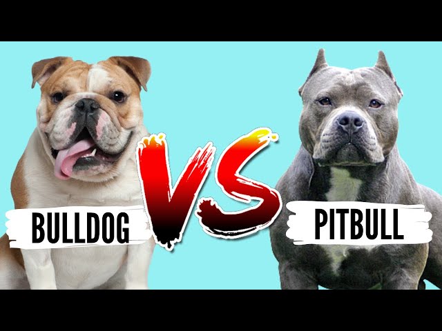 Bulldog VS Pitbull- Which Breed is Best For You?