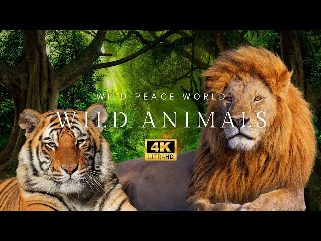 Wildlife in #4K: The Beauty of #Animals in the #Jungle | Vida Selvagem.