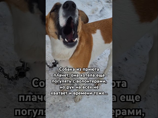 Сумское общество защиты животных #собаки #приют #украина #сумы #бездомныесобаки