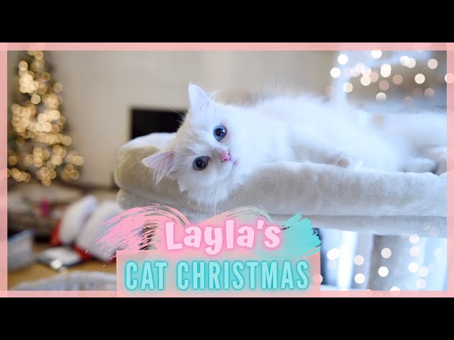 Layla's Cat Christmas!