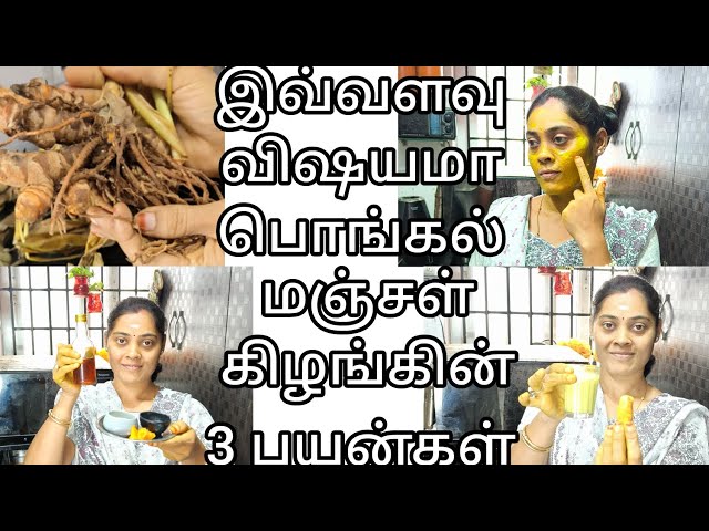 பொங்கல் வைத்த மஞ்சள்கிழங்கு இருக்கா|3uses of raw turmeric in tamil