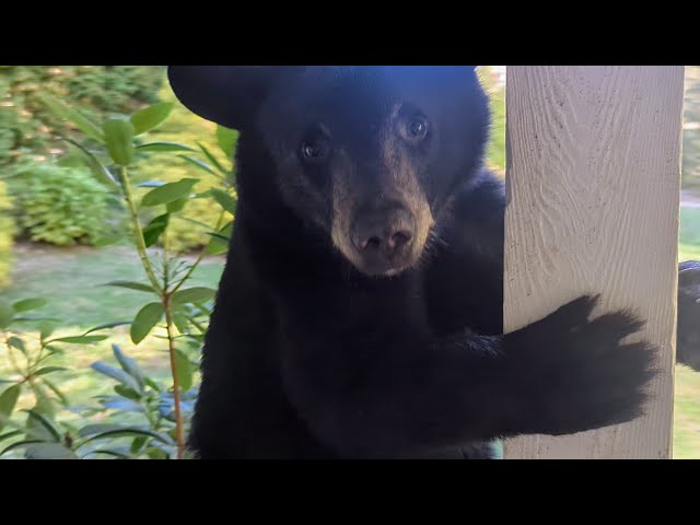 Bear Lola and Cubs (3/4) — Mischieving!