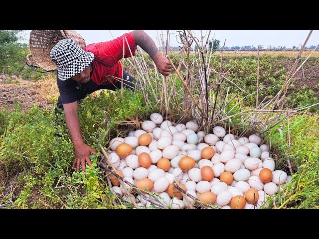 wow wow wow - pick a lot of duck eggs under grass at field near the village by hand a farmer