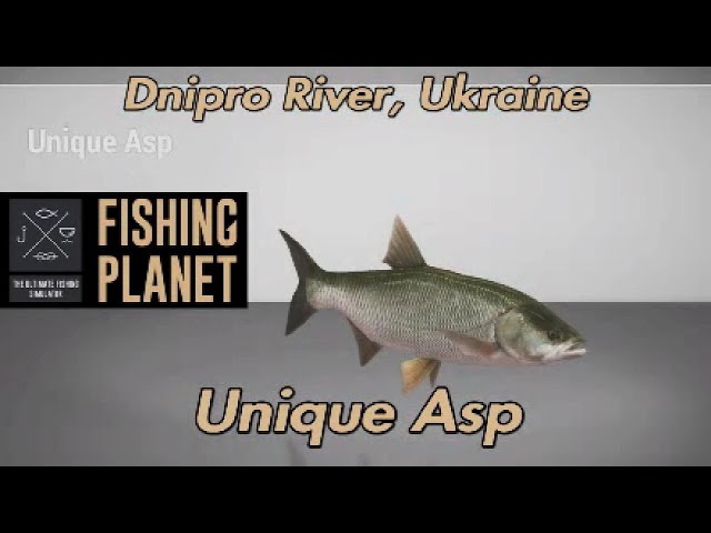 Unique Asp Dnipro River Ukraine Fishing Planet Guide