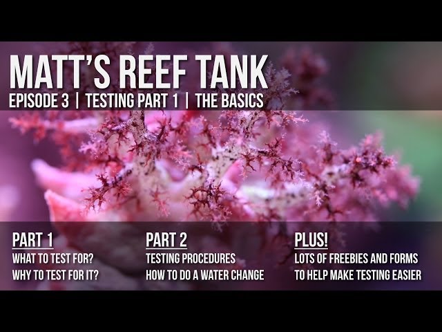 Matt's Reef Tank | Episode 3 | Testing Part 1 -- the Basics