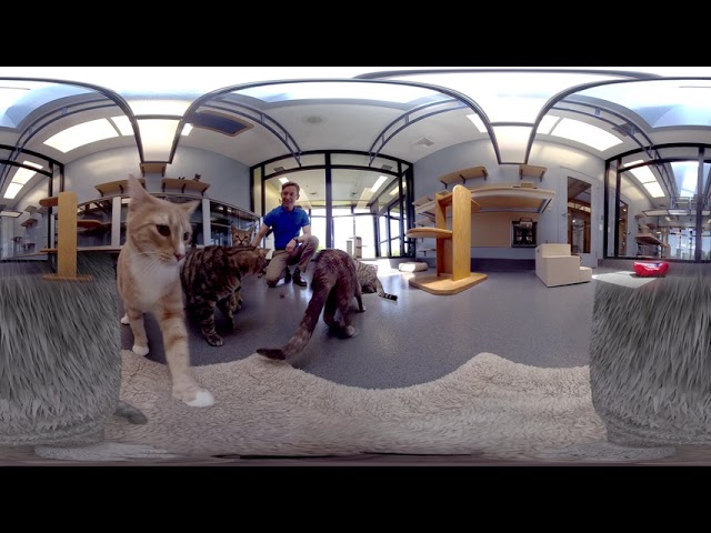 Hill’s Pet Nutrition Center Virtual Tour: A Cat’s Eye View