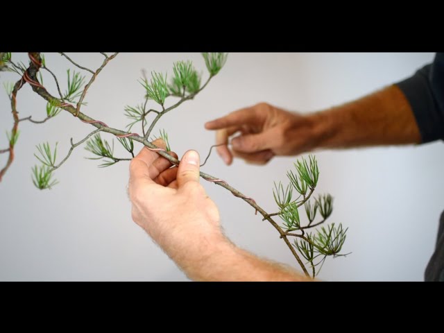 ASMR Bonsai | Virginia Pine