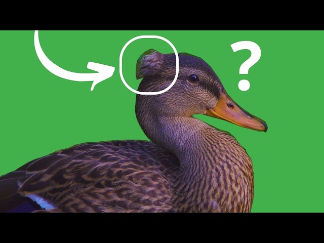 A Duck Like No Other - Watch His Strange Hat / Adventure Birds Nature 4K ULTRA HD