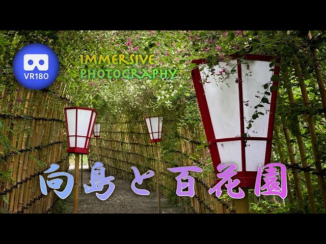 [3D VR180]  向島と百花園