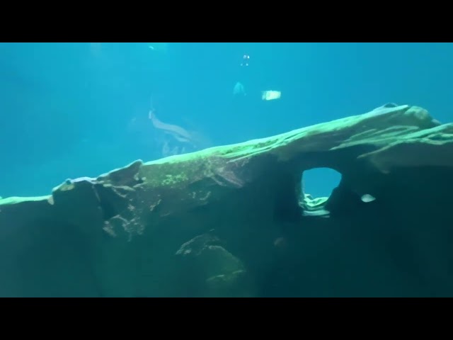 VR180 3D Aquarium Paris, 8K (injected)