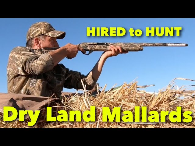 Hired to Hunt Season 7 #6: Dry Land Mallards ... Duck and Goose Hunting. Limit Hunts in Alberta