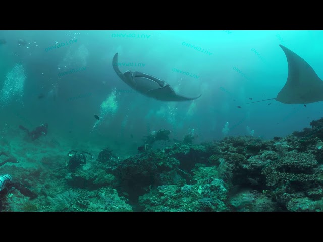 Manta Rays - Underwater - 360 VR - Diving - SeaDiveTravel