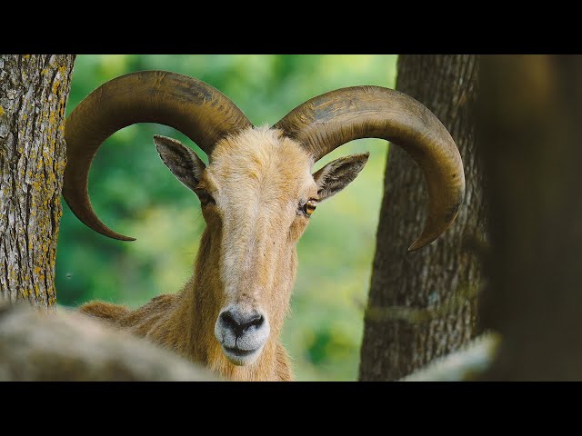 Herd animals find sanctuary at ranch