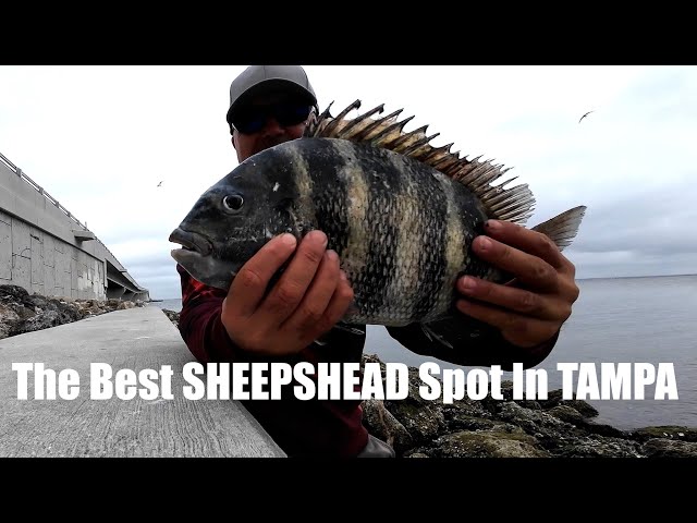 The Best Sheepshead Spot in Tampa Florida