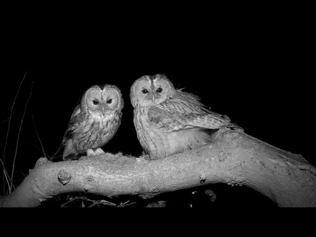 Tawny owl dinner date 🦉🦉💓