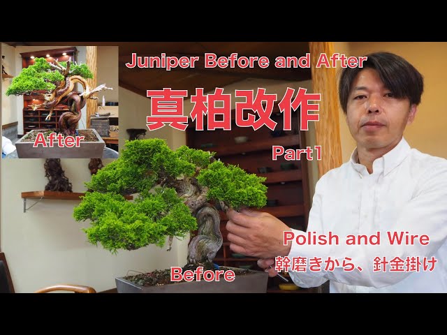 [Before After] Shimpaku Juniper